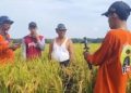 Hasil Panen Petani Jetak Pati Tak Sesuai Prediksi Target, Ini Penyebabnya 18 Hasil Panen Petani Jetak Pati Tak Sesuai Prediksi Target, Ini Penyebabnya