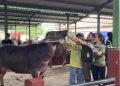 Vakninasi Hewan Kurban di Kudus Digencarkan Jelang Idul Adha