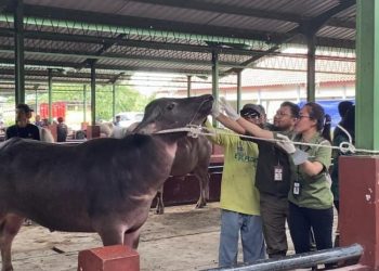 Vakninasi Hewan Kurban di Kudus Digencarkan Jelang Idul Adha