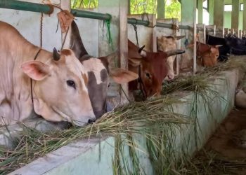 Jelang Idul Adha, Hewan Kurban Bukan dari Semarang Wajib Punya SKKH