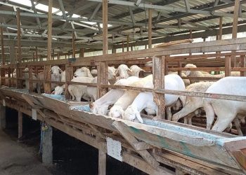 Dispertan Kendal Rutin Lakukan Pengecekan Hewan Kurban