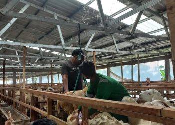Idul Adha Jadi Peluang Pedagang Kambing di Kendal