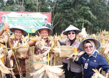 Panen Raya Tahap I di Salatiga Hasilkan 5 Ton Jagung