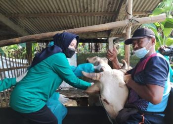 Warga Salatiga Diimbau Periksa Kesehatan Hewan Kurban Sebelum Beli