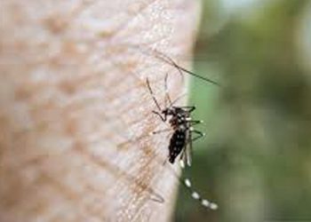 DBD Melonjak di Blora, Sosialisasi GIRIJ Dinilai Efektif Berantas Jentik Nyamuk
