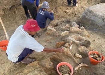 Fosil Gajah Purba Ditemukan di Patiayam Kudus, Kondisinya Utuh