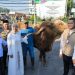Ini Alasan Bupati Kendal Salurkan Sapi Kurban Presiden ke Masjid Agung Kaliwungu 8 Ini Alasan Bupati Kendal Salurkan Sapi Kurban Presiden ke Masjid Agung Kaliwungu