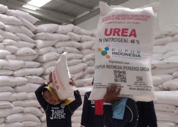 Petani Kudus Diminta Tak Khawatir, Pupuk Subsidi Dipastikan Cukup Hingga MT I