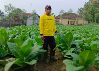 Tembakau Jadi Primadona Baru Petani Pati, Lahan Terus Bertambah