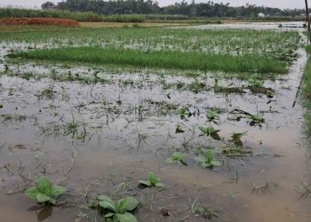 Kemarau Telat, Petani Tembakau di Pati Alami Kesulitan Penanaman