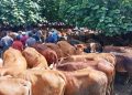 Penjualan Sapi di Pasar Hewan Kajen Pekalongan Meningkat Jelang Idul Adha 17 Penjualan Sapi di Pasar Hewan Kajen Pekalongan Meningkat Jelang Idul Adha