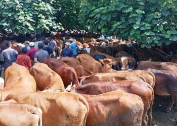 Penjualan Sapi di Pasar Hewan Kajen Pekalongan Meningkat Jelang Idul Adha