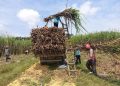 Grobogan Panen Tebu Agroforestry 1.026 Ton di Lahan Seluas 17,1 Hektar 19 Grobogan Panen Tebu Agroforestry 1.026 Ton di Lahan Seluas 17,1 Hektar
