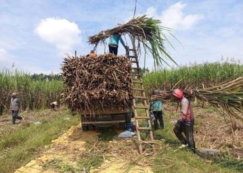 Grobogan Panen Tebu Agroforestry 1.026 Ton di Lahan Seluas 17,1 Hektar