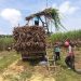 Grobogan Panen Tebu Agroforestry 1.026 Ton di Lahan Seluas 17,1 Hektar 8 Grobogan Panen Tebu Agroforestry 1.026 Ton di Lahan Seluas 17,1 Hektar