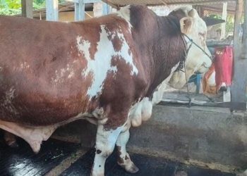 Bulki dari Rembang Jadi Sapi Pilihan Presiden Prabowo untuk Kurban