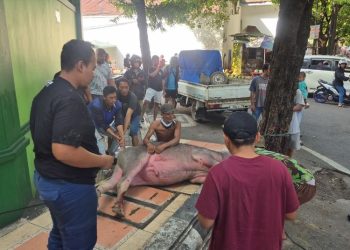 Mengamuk di CFD, Kerbau Kurban di Kudus Disembelih di Lokasi Penangkapan 7 Mengamuk di CFD, Kerbau Kurban di Kudus Disembelih di Lokasi Penangkapan