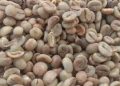 Harga Kopi Turun, Petani di Pekalongan Minta Pemerintah Jaga Stabilitas Pasar 19 Harga Kopi Turun, Petani di Pekalongan Minta Pemerintah Jaga Stabilitas Pasar