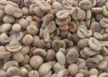 Harga Kopi Turun, Petani di Pekalongan Minta Pemerintah Jaga Stabilitas Pasar