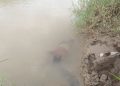 Mayat Perempuan Ditemukan di Sungai Bodri Kendal 18 Mayat Perempuan Ditemukan di Sungai Bodri Kendal