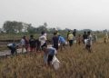 Cegah Gagal Panen, Petani Grobogan Basmi Ribuan Tikus
