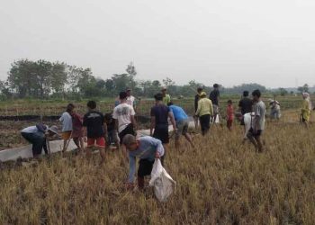 Cegah Gagal Panen, Petani Grobogan Basmi Ribuan Tikus