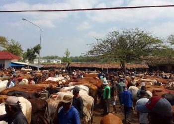 Lengkapi Hari Pasaran Jawa, Pemkab Blora Bangun Pasar Hewan di Kunduran 5 Lengkapi Hari Pasaran Jawa, Pemkab Blora Bangun Pasar Hewan di Kunduran