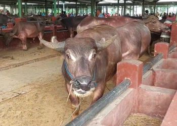 Mengapa Warga Kudus Tak Berkurban Sapi saat Idul Adha? Ini Asal-usul Sejarahnya