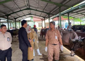 Pasokan Kerbau Kurban di Kudus Masih Kurang, Sapi hingga Kambing Surplus