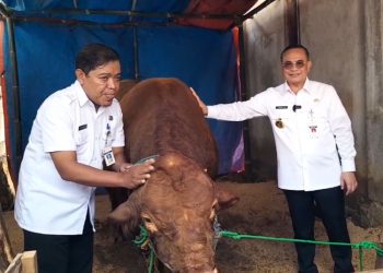 Sapi Kurban Presiden Prabowo di Pati Berbobot 965 Kilogram