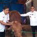 Sapi Kurban Presiden Prabowo di Pati Berbobot 965 Kilogram