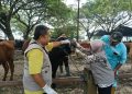Pemeriksaan Hewan Kurban, Dispertan Pati: Tak Ada Temuan Penyakit PMK dan LSD 19 Pemeriksaan Hewan Kurban, Dispertan Pati: Tak Ada Temuan Penyakit PMK dan LSD
