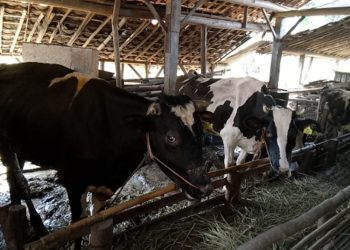 99 Persen Hewan Kurban di Kendal Dinyatakan Sehat