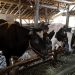99 Persen Hewan Kurban di Kendal Dinyatakan Sehat 8 99 Persen Hewan Kurban di Kendal Dinyatakan Sehat