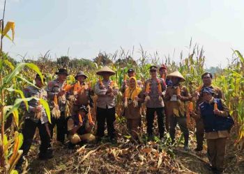 Lahan 3.500 M² di Watupayung Pekalongan Hasilkan 4,5 Ton Jagung