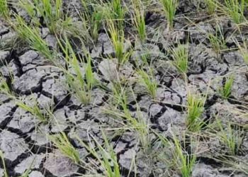 Warga Pati Diimbau Mulai Hemat Air, Agustus Diprediksi Jadi Puncak Kemarau 2 Warga Pati Diimbau Mulai Hemat Air, Agustus Diprediksi Jadi Puncak Kemarau