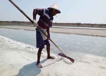Petani Garam di Pati Tak Bisa Produksi Akibat Kemarau Basah