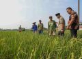 Petani di Sukorejo Grobogan dapat Bantuan 13.625 Kg Benih Padi 17 Petani di Sukorejo Grobogan dapat Bantuan 13.625 Kg Benih Padi