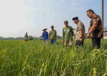 Petani di Sukorejo Grobogan dapat Bantuan 13.625 Kg Benih Padi