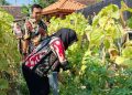 Ditinjau DLH Jateng, Siswa-Guru SDN Ngotet Rembang Ajak Tim Panen Hasil Kebun 18 Ditinjau DLH Jateng, Siswa-Guru SDN Ngotet Rembang Ajak Tim Panen Hasil Kebun