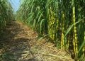 Petani Tebu di Blora Terancam Rugi Akibat Pabrik Tutup Proses Giling 16 Rembang Belum Punya Pabrik Gula, Potensi Besar Tebu Terhambat