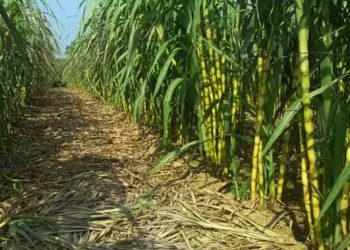 Rembang Belum Punya Pabrik Gula, Potensi Besar Tebu Terhambat 2 Rembang Belum Punya Pabrik Gula, Potensi Besar Tebu Terhambat