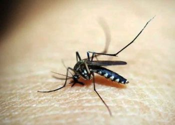 Diduga Chikungunya, Warga Mangunsari Salatiga Keluhkan Demam dan Nyeri Sendi