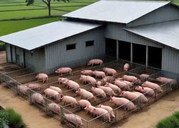 Rencana Peternakan Babi Modern di Jepara Ditolak MUI Jateng