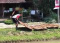 Petani Tembakau di Kendal Ungkap Kualitas Kurang Bagus Akibat Cuaca 15 Petani Tembakau di Kendal Ungkap Kualitas Kurang Bagus Akibat Cuaca