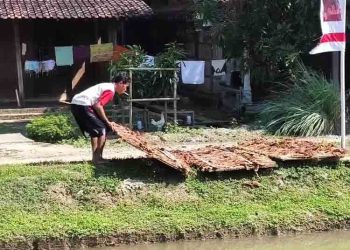 Petani Tembakau di Kendal Ungkap Kualitas Kurang Bagus Akibat Cuaca