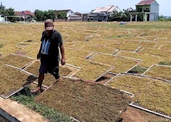 Harga Tembakau Turun Hingga 40 Persen, Petani di Kendal Mengeluh