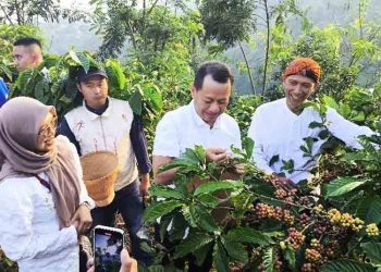 Tradisi Wiwit Kembali Digelar, Bupati Kudus Petik Kopi Langsung di Kebun