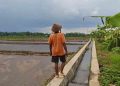 Pemkab Semarang Akui Banyak Irigasi Rusak, Ini Langkah yang Diambil 19 Pemkab Semarang Akui Banyak Irigasi Rusak, Ini Langkah yang Diambil
