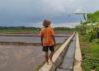 Pemkab Semarang Akui Banyak Irigasi Rusak, Ini Langkah yang Diambil